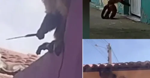 The SHOCKING Story: Horror moment burglar monkey brandishes a KNIFE after swiping a coffee pot in latest home raid amid reign of terror
