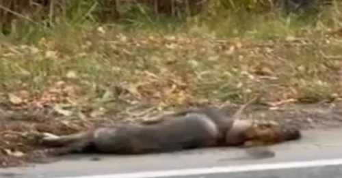 Doctors Gave Up, The Abandoned Dog Had Only a Death Sentence Left... AND THEN A MIRACLE HAPPENED: The 