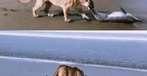 A Dolphin Was Struggling to Live — What Happened Next Broke Every Rule of Mercy