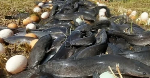 From the sky, there is a downpour of tens of thousands of eggs and an unusuаl fish