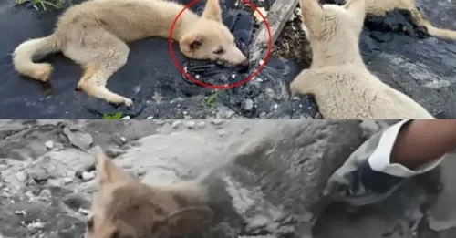 The 'HAUNTING' Scene on the Rain-Soaked Sidewalk: The Secret of the Abandoned Dogs the Whole City Tries to IGNORE - A Rescue Story That Has Touched Thousands of Hearts