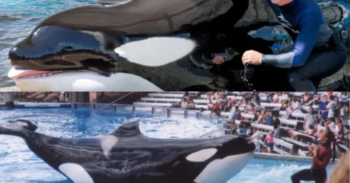 La querida orca de SeaWorld, Katina, conocida por sacar la lengua y nadar rápido, muere a los 50 años en Orlando.