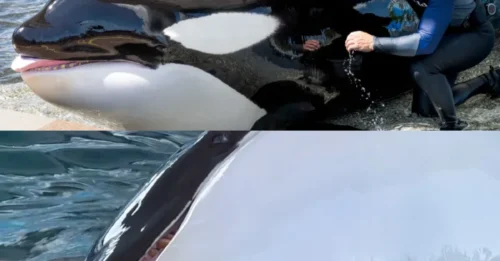 THE FINAL PHOTO THAT LEFT THE WORLD STUNNED: Katina, the 