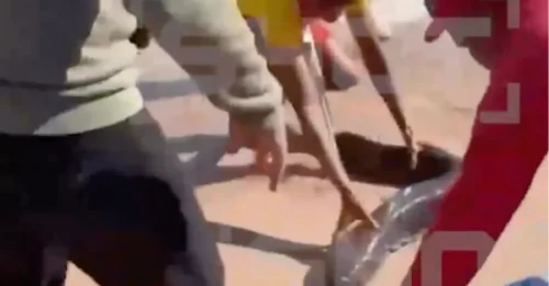 ¡P-U-N-G-I-L-A! Turista hospitalizado tras ser atacado por una enorme anguila en una playa vacacional británica... mientras un vídeo muestra a un socorrista luchando con la bestia