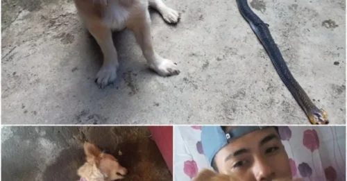 A 'SUICIDAL' ACT THAT SHOCKED THE WORLD: The loyal dog bites the venomous snake in half to protect its owner, and the 'heartbreaking' ending with an innocent smile has turned it into a legend.