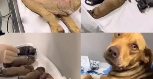 A LIFE-OR-DEATH JOURNEY OF A MOTHER: Dog Pregnant For 63 Days Thrown Into the Streets Like Trash - And Her Desperate Search For Survival Changed Everything