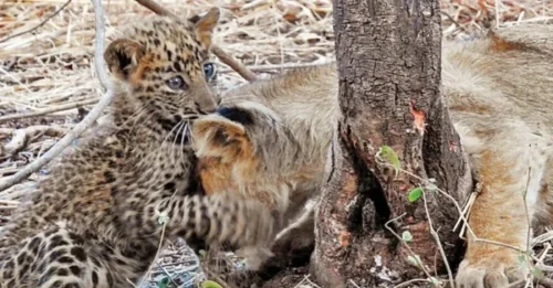 BORDERLINE PARENTING WAR: A Sick Baby Leopard Is Adopted and Raised as Her Own by a Lioness Momma