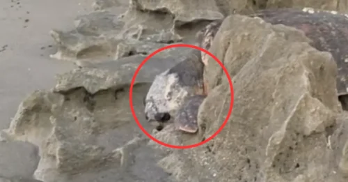 BREATHTAKING RESCUE STORY: Goes Out for Sunrise Photos, Expects Scenic Beauty, Instead Discovers a '140KG GIANTS' Struggling and Crying for Help in Despair, Powerlessly Awaiting Death!