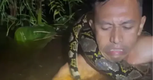 Un video aterrador muestra a una pitón arrastrando a un guía turístico bajo el agua mientras aprieta su agarre alrededor de su cuello.