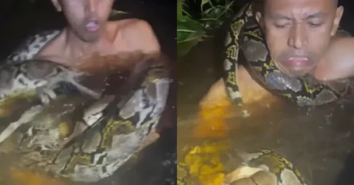 The LIGHTNING-FAST Attack: Horrifying video shows python drag tour guide underwater as it tightens its grip around his neck