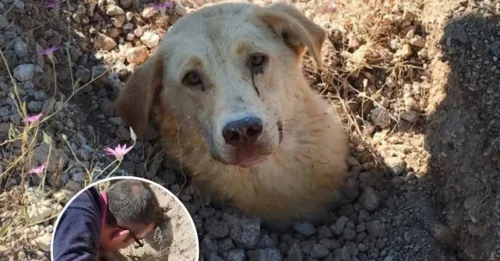 Rescuing a Buried Dog, Their Hands Suddenly Tremble Violently When They See the Ground MOVING - Beneath Lies a Heartbreaking Secret.
