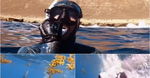 GoPro Footage That Sends Chills: Dragged 10 Meters Underwater by a Tiger Shark — and Survived! HM