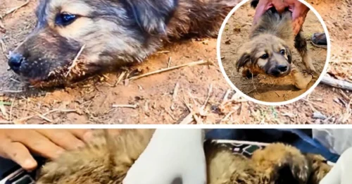 Left in Agony After a Sudden Accident, This Dog’s Fate Changed Because One Person Refused to Walk Away