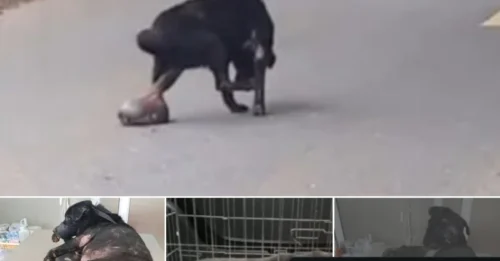 A suffering dog, afflicted by a massive tumor, was abandoned and in desperate need of aid, yet regrettably