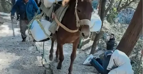 Momento impactante: un turista despistado que mira fijamente su teléfono es atropellado por una mula que transportaba carga por un sendero en la ladera de la montaña.