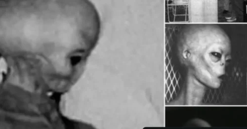 Exciting news alert! Classified images of enigmatic aliens revealed from a closed-door interview at Area 51