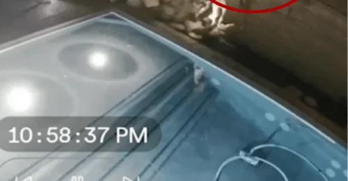 Momento de infarto: un coche fuera de control sale volando y se estrella en un jardín, arrojando al conductor a la piscina.