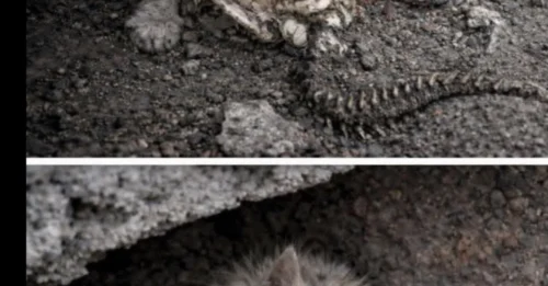 This Kitten Is Still Waiting, Not Knowing the Warmth It Seeks Will Never Return