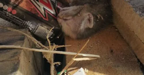 NO ONE DARED TO BELIEVE IT: An Entire Litter of Kittens Nearly CRUSHED TO DEATH – Buried Deep Under a Pile of Wood, They Survived a Miracle Thanks to 7 Hours of 