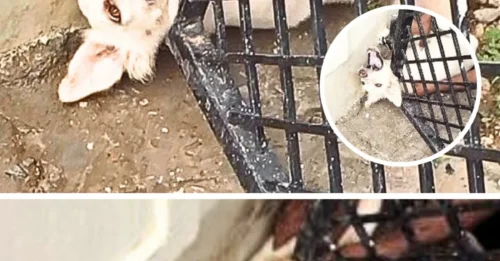 The Forgotten Cry for Help: A Dog Trapped in a Pile of Debris, Crying for Hours with No One Listening – A Heart-Wrenching Lesson on Human Indifference
