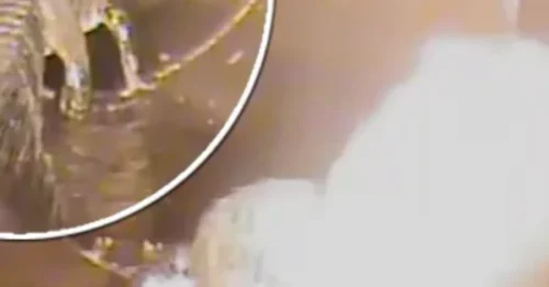 SHOCKING: Alligators in the sewer myth is true: City workers find out in jaw-dropping video
