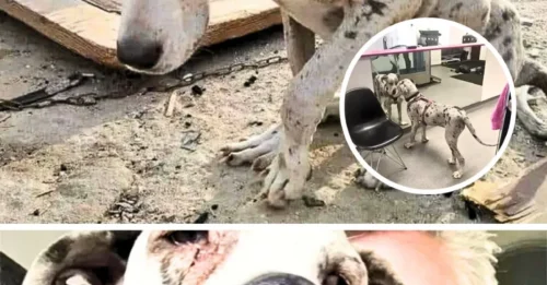 “Miracle” at the Last Minute: Starving Great Dane's “Horrifying” Meal of Rocks – The Moment That One Person Appeared and Changed Everything!