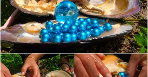 The Mysterious Blue Treasure Beneath the River: The Story of a Giant Clam and Its Sapphire-Like Pearls