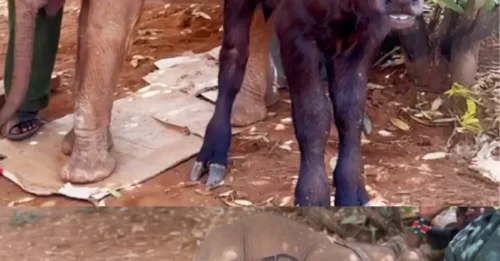 The HEART-WRENCHING Hidden Side of Nature: The Abandoned Baby Elephant Who Found 'SALVATION' in a Historic Friendship with an Orphaned Buffalo – The MIRACULOUS Journey Behind It!