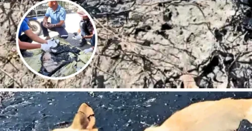That Black, Gooey Liquid Once Swallowed It Whole: The Dog Trapped in a Pool of Tar Hot as a Furnace, and the Rescue That Will 