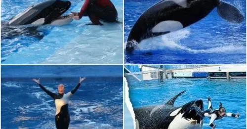 La maldición de Tilikum: cómo la orca “sonriente” de SeaWorld se convirtió en una asesina a sangre fría