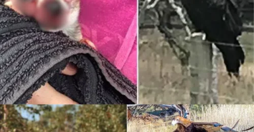 “KILLER” eagle swoops down like a missile: Tiny Chihuahua becomes the target, entire family watches helplessly in a HEART-STOPPING moment.