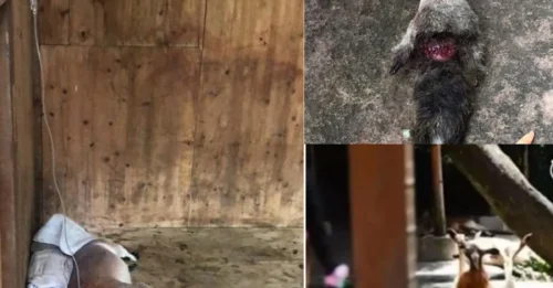 HEARTBREAKING MOMENT: The 'Warrior' Kangaroo Now Lies Helpless, Its Life Hanging by a Drip