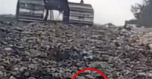The entire SCRAP YARD held its breath: A tiny puppy trapped under the excavator's bucket — and a MIRACLE happened at the VERY LAST SECOND.