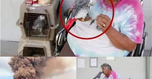 DON'T LEAVE THEM BEHIND! The Heartbreaking Truth After the Kilauea Eruption: The 'Furry Family Members' Left Behind and the Tearful Race to Reunite.