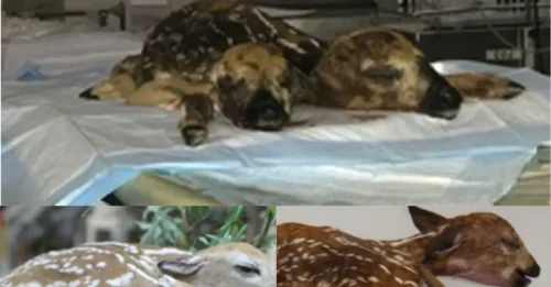 UNBELIEVABLE DISCOVERY: Rare Two-Headed 