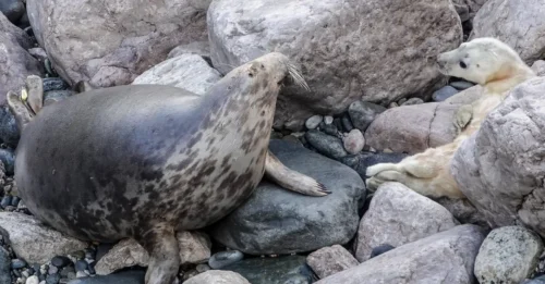 Ocean Secret Revealed: Rescued Seal Finds Its Way Back After 5 Years – And the 