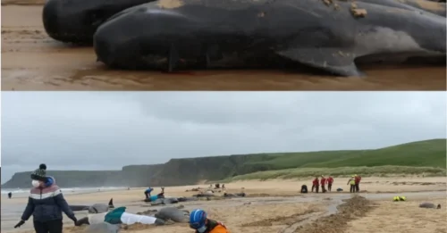 Not Superheroes, They Were Humans Shivering in Freezing Water: The 50-Hour 