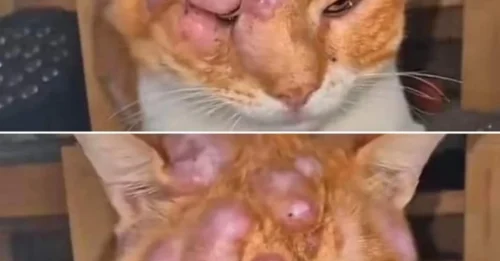 She Wasn’t Aggressive. She Wasn’t Afraid. This Severely Swollen Cat Was Simply Too Tired to Keep Fighting