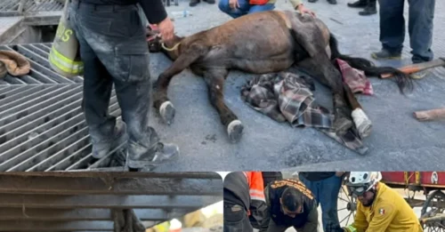 UNBELIEVABLE! Its Leg Was Stuck Fast, Death Was Closing In. The Full Rescue as the Horse Could Only Scream in Despair – The FINAL MOMENT Left Viewers in Tears!