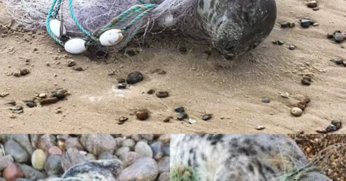 Witnessing the Seal Pup's Near-Death Moment, Everyone Thought All Hope Was Lost. Until This 