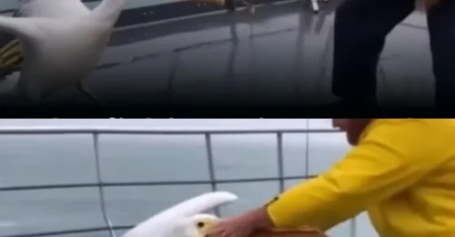 BIRD'S SHOCKING 