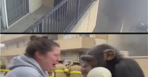 HEART-STOPPING MOMENT: A Desperate Mother Searches for Her Child, and an 