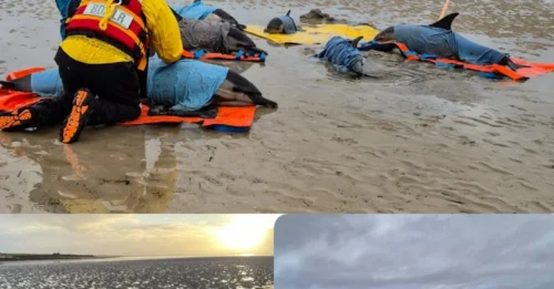 URGENT: Orkney Coast Becomes 