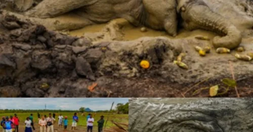 Image of EXHAUSTED Elephant in Mud Pit Makes Entire Sri Lankan Nation 