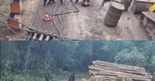 Startling Camera Footage Captures Gorilla 