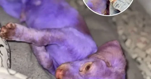 THE TRUTH BEHIND THE PURPLE: Puppy Nearly Dies From Toxic Dye, 