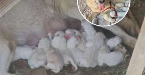 She Who “Went It Alone” Raised 12 Children in the Wild — The Tear-Jerking Moment a Hero Suddenly Appeared!