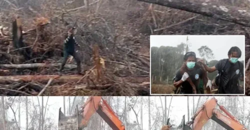 The bulldozer HALTED, the entire crew FROZE when they saw the forest's true 