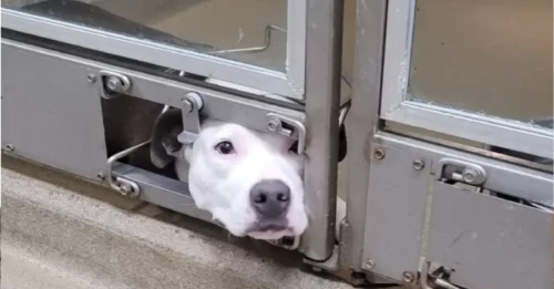 Dog Desperately Pokes Her Face Out of the Cage - The Reason Behind It Will MELT Your Heart: The Scene She Watches Over and Over Again!