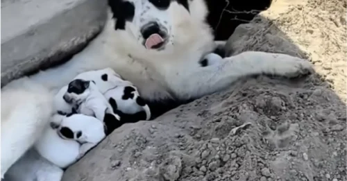 Rescuer Searches for Abandoned Dogs in Orchard, Suddenly 